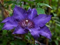 Clematis The President IMG_2551 Powojnik